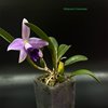 Laelia pumila x dayana